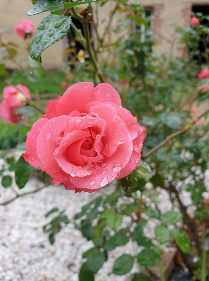 Le Moulin De Cutesson O Dela Du M Bed and Breakfast Villenauxe Εξωτερικό φωτογραφία